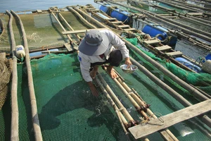 Cá mú nuôi lồng chết hàng loạt ở Quảng Ngãi