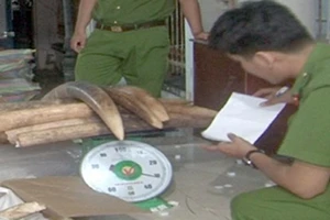 Khởi tố vụ vận chuyển trái phép 1,4 tấn ngà voi ở Bạc Liêu