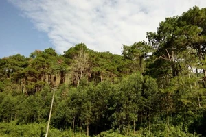 Đến năm 2020, diện tích rừng đạt 14,4 triệu ha
