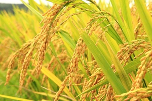 Bangladesh công nhận giống lúa biến đổi gien đầu tiên