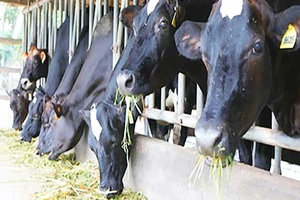 Tổ chức hội thi bò sữa, hội chợ triển lãm chăn nuôi 