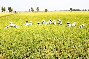 Xây dựng 30.000ha “cánh đồng lớn” gắn với nông dân