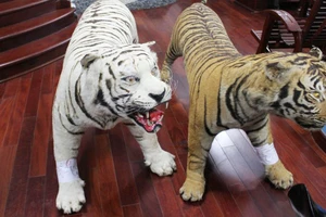 Hai bộ da thú nhồi động vật được xác định là của loài hổ quý, hiếm được ưu tiên bảo vệ. Ảnh C.A
