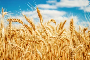 Xung quanh việc cấm nhập lúa mì lẫn hạt cỏ: Nên lùi thời gian áp dụng 
