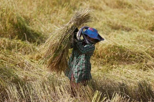 EU áp thuế trở lại đối với gạo nhập khẩu từ Campuchia và Myanmar 