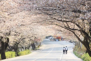 ​Mùa lễ hội hoa xuân tại Hàn Quốc 
