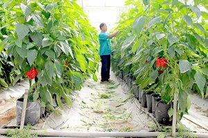Phương pháp tưới nhỏ giọt đang được nhiều nhà vườn ở Lâm Đồng áp dụng