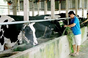 Nông dân TPHCM nuôi bò sữa. Ảnh minh họa