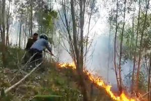 Nỗ lực dập tắt đám cháy rừng tại Hòa Vang, Đà Nẵng