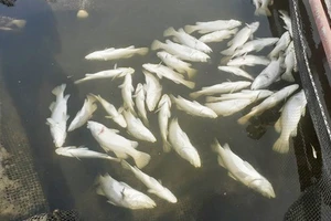 Cá nuôi lồng bè chết hàng loạt do thiếu ôxy