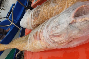 Cặp cá đường “khủng” mắc lưới ngư dân Đất Mũi