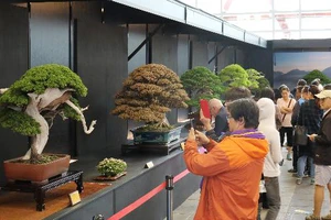 36 tác phẩm bonsai đoạt giải tại lễ hội Bonsai và Suiseki