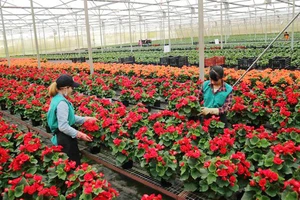 Trồng hoa công nghệ cao ở Lâm Đồng