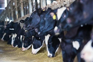 Trang trại TH true Milk có hơn 45.000 con bò sữa