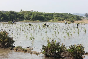 Thành lập Khu bảo tồn đất ngập nước Tam Giang - Cầu Hai