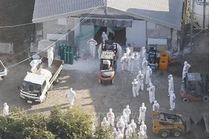 Các nhân viên trong trang phục bảo hộ tiến hành tiêu hủy hàng nghìn con gà tại trang trại ở Kobayashi, tỉnh Miyazaki, Nhật Bản, ngày 8-12, sau khi phát hiện cúm gia cầm. Ảnh: Kyodo/TTXVN