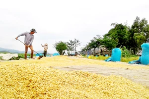 Giảm diện tích trồng lúa, tăng chất lượng hạt gạo