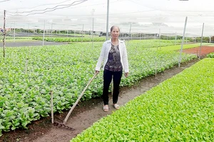 Trên 1.000 hộ nông dân Bình Định tham gia trồng rau an toàn