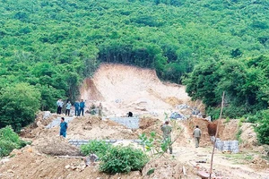 Rừng trên núi Cô Tiên (TP Nha Trang) bị chặt phá trái phép để phân lô bán nền. Ảnh: VĂN NGỌC