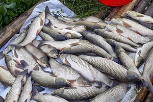 Huyện Bá Thước yêu cầu các công ty xả thải trái phép ra sông Mã bồi thường thiệt hại cho người dân vì cá nuôi bị chết. Ảnh: Báo Thanh Hóa