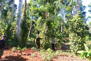 Tây Nguyên đẩy mạnh trồng rừng gỗ lớn