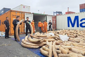 Hải Phòng: Phát hiện vụ buôn lậu 7 tấn ngà voi 