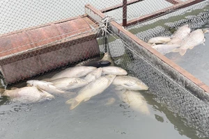 Người dân làng bè Tân Mai lo lắng vì hàng trăm tấn cá bè chết trắng