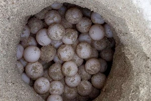 Điều tra lại vụ trộm 116 quả trứng vích tại Côn Đảo