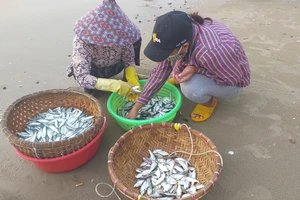 Mùa lưới cá trích ở thành phố biển Vũng Tàu