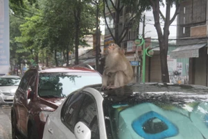 Vũng Tàu: Đàn khỉ dầm mưa xuống phố kiếm thức ăn mùa Covid-19