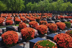 Hoa trang nở rực tại Nghĩa trang Đất Đỏ - Long Điền