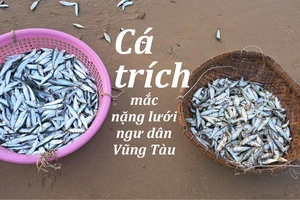 Cá trích mắc nặng lưới ngư dân Vũng Tàu
