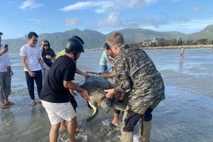 Lực lượng kiểm lâm cùng du khách cứu rùa biển bị mắc cạn trên bãi cát ở Côn Đảo
