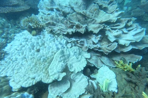 San hô bị tẩy trắng ở vùng biển Côn Đảo do nhiệt độ nước biển tăng cao