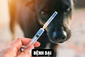 Ảnh minh họa bệnh dại lây nhiễm từ chó, mèo