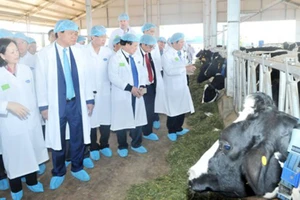  Bò sữa của Công ty CP Sữa Việt Nam được nuôi trong hệ thống chuồng trại hiện đại, đảm bảo vệ sinh