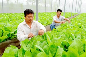 Chăm sóc rau trồng trong Khu Nông nghiệp công nghệ cao TPHCM
