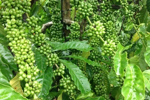 Đắk Lắk: Kẻ gian chặt phá tiêu và cà phê người dân 
