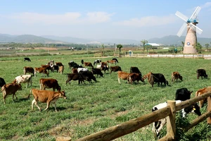 Vinamilk mở rộng hệ thống trang trại chăn nuôi bò đạt chuẩn quốc tế