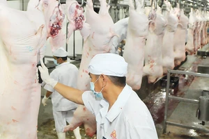 Chế biến thịt heo VietGAP cung ứng thị trường tại Công ty Vissan. Ảnh: CAO THĂNG