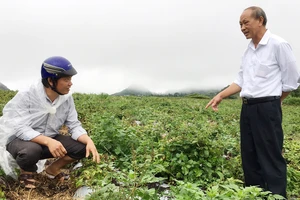 Cánh đồng trồng dược liệu 200ha ở huyện Quản Bạ (Hà Giang) là một điểm sáng về xây dựng nông thôn mới