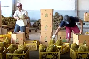 VIDEO: Được mùa, sầu riêng Đắk Lắk giá cao kỷ lục