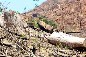 Xử lý cán bộ để mất 61ha rừng ở Bình Định: Vẫn giơ cao đánh khẽ