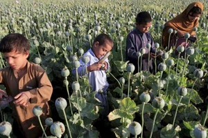 Sản xuất thuốc phiện ở Afghanistan tăng mạnh. Ảnh: Văn phòng LHQ về Ma túy và Tội phạm (UNODC)