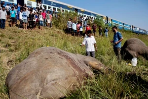  Một vụ xe lửa đụng chết voi ở bang Assam, Ấn Độ, tháng 11-2017. Ảnh: AP