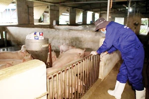 Liên kết chuỗi giúp phát triển ngành chăn nuôi theo hướng bền vững và đảm bảo nguồn thịt an toàn, chất lượng đến tay người tiêu dùng