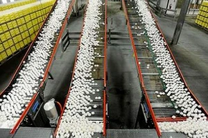 Dây chuyền đóng gói trứng trong nhà máy Rose Acre Farms. Ảnh: INDIANA ECONOMIC DIGEST