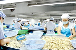 Phân loại hạt điều tại một công ty ở Bình Phước