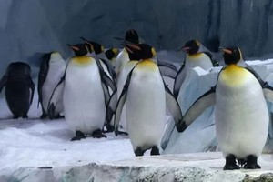 南极企鹅。（图：互联网）