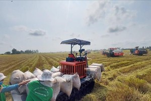 九龙江平原农民收获水稻。（图：越通社）